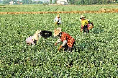 長沙青年農民種蔥年賺百萬 農活管理實行績效工資