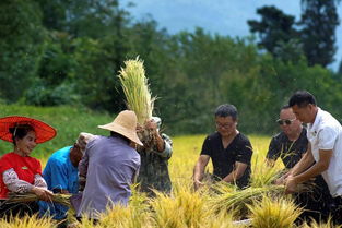 光崀 開鐮節 來了 稻田捉魚 家庭收稻pk 特色農家飯 多重好禮等你來領哦