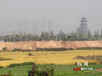 長沙洋湖近千畝成熟稻田被填埋 回復稱已停工