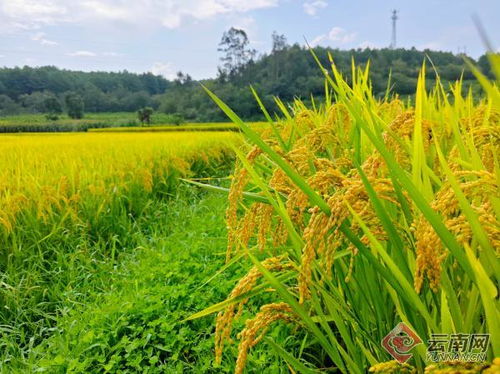 鶴慶長頭 喜看農家稻金黃