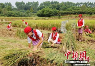 準空姐下田打谷子 顏值與大自然完美融合