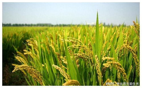 全國水稻重大病蟲害將偏重發生