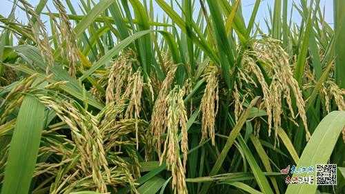 臨川區再生稻頭季開鐮收割喜獲豐收 圖