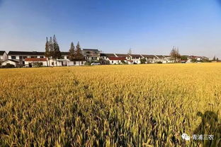 鄉村振興路上的人文景觀 散落在稻田邊的農家書屋