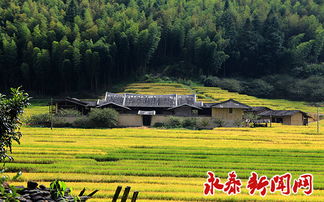 世外蓋洋 風韻銀杏翩然飛