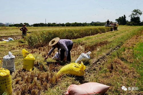 占道曬糧 隱患大,可農民背后的煩惱與誰說