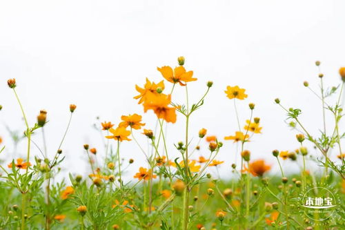 光明小鎮歡樂田園10月有什么好玩的 賞花觀稻田游玩攻略