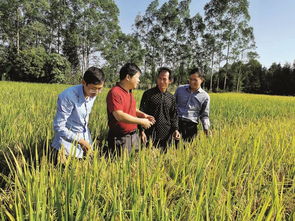 偷工減料 收奇效 水稻增產農家笑