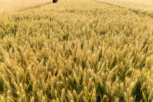 綠色麥苗小麥麥田青青麥苗圖片素材下載 農林漁牧素材下的麥田稻田圖片素材