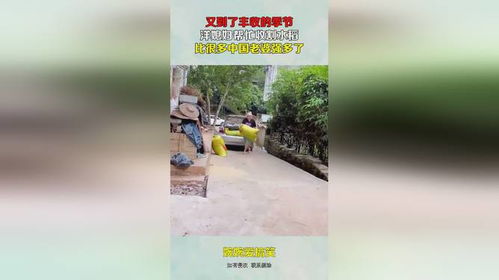 又到了豐收的季節,洋媳婦幫忙收割水稻,比很多中國老婆強多了