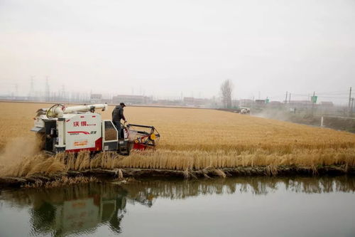 為什么東海這片水稻現(xiàn)在才收割