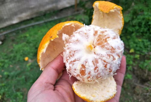 一起到近郊秋游吧 摘桔子 品小食 吃農(nóng)家菜