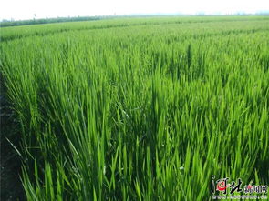 正定 魚米之鄉(xiāng) 再續(xù)水稻前緣