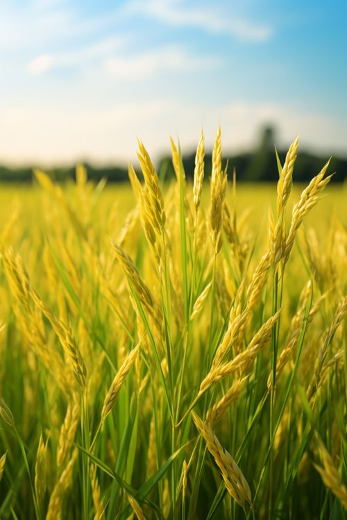 農(nóng)村麥子稻谷稻田攝影圖 攝影圖