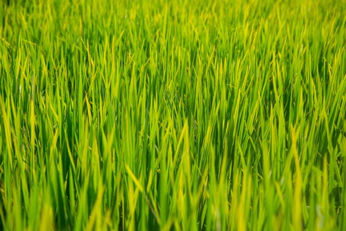 禾苗稻田夏季風(fēng)景圖攝影圖 攝影