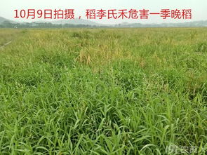 稻李氏禾 游草 防除技術(shù) 圖片分享講解