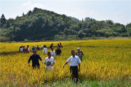貴州專家深入農(nóng)家小院 論稻 找回70年前兒時米香