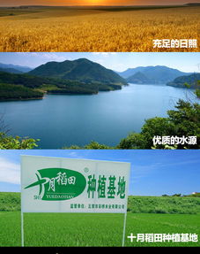 十月稻田 shiyuedaotian 五常稻花香米香稻米7.5kg 蜜芽