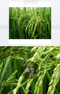 jpg水稻攝影 jpg格式水稻攝影素材圖片 jpg水稻攝影設計模板 