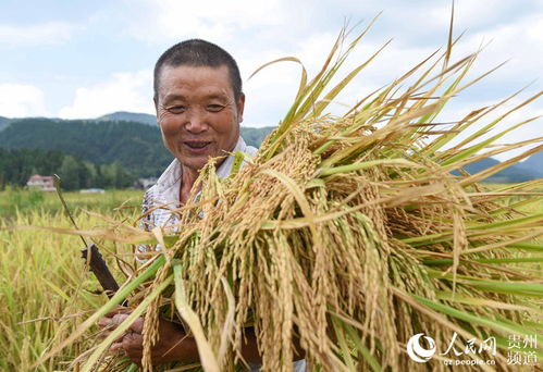 貴州松桃 金秋時節收谷忙