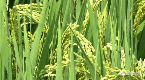 歷年之最,全世界最高水平 這些新品在嵊州這場大會首次亮相