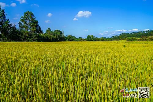 南城 稻浪滾滾迎豐收 圖