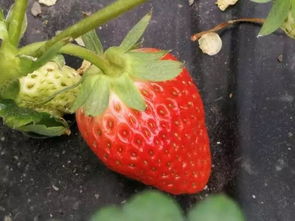 農家原生態 紅顏草莓 ,凌晨采摘,當天直送聯洋