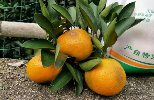 最適合寧德近郊的秋游路線,摘桔子 品小食,還能吃農家菜