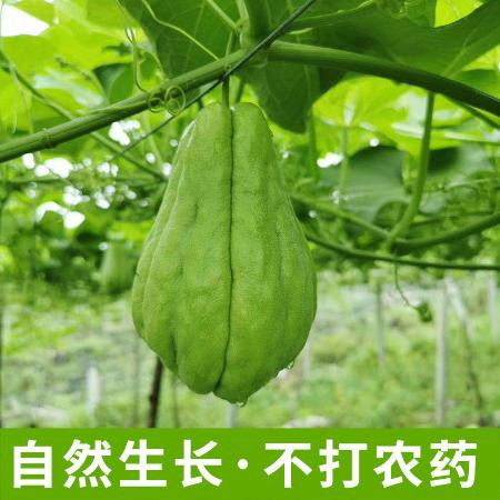 佛手瓜蔬菜新鮮貴州特產白玉洋瓜倭瓜豐收壽瓜農家自種瓜8斤