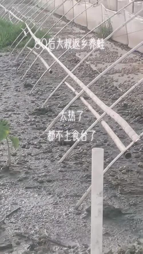 開啟暴曬模式 青蛙 水產養殖 一線蛙農老何 稻蛙香家庭農場 江西早蛙聯盟