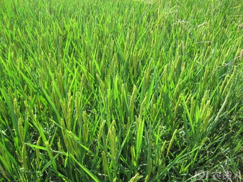 中國水稻品種的第三次革命 浦優22 秈粳交 有圖有真相