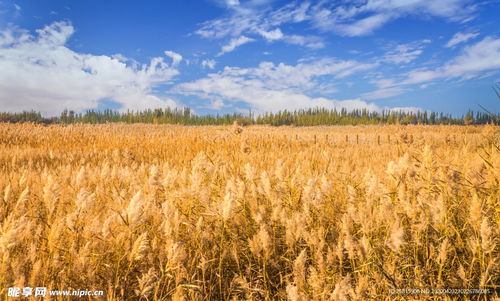 麥田稻田麥穗稻穗圖片攝影圖