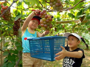漲知識 原來萬紫千紅好吃的水果是這樣來的