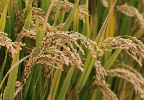 水稻怎么種 多少錢一斤 種植前景 土流網