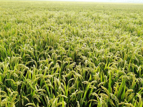 田園背景圖片大全 田園背景素材下載 熊貓辦公