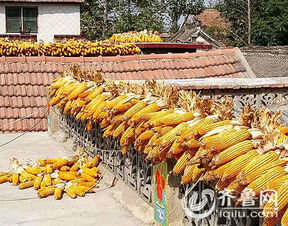秋收曬糧 玉米價(jià)格持續(xù)走低村民 尋出路
