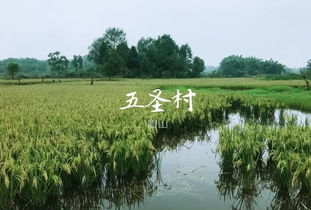 稻米香 稻魚(yú)肥 ,眉山五圣村生態(tài)農(nóng)產(chǎn)品豐收啦