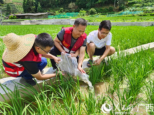 廣西三江馬坪村一水兩用 稻田養(yǎng)螺致富農(nóng)家
