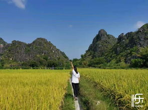 鐵定成團(tuán),金黃稻田峰林野趣,溫泉酒店農(nóng)家菜過(guò)小資周末