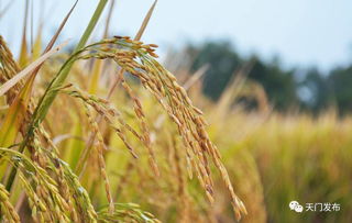 點(diǎn)贊 天門好人 高價(jià)敞收農(nóng)民濕稻谷