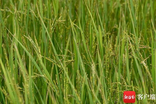 文昌馮坡打造特色節(jié)仔稻產(chǎn)業(yè) 公司 農(nóng)戶 帶動(dòng)撂荒地變良田