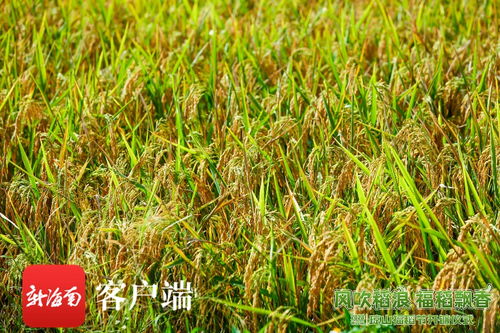 組圖 風(fēng)吹稻浪涌 2023第四屆瓊山福稻節(jié)開(kāi)鐮儀式舉行