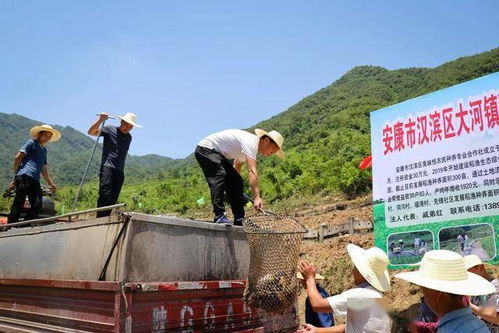 漢濱區這本 致富經 ,讓米香魚肥雙豐收 959關注