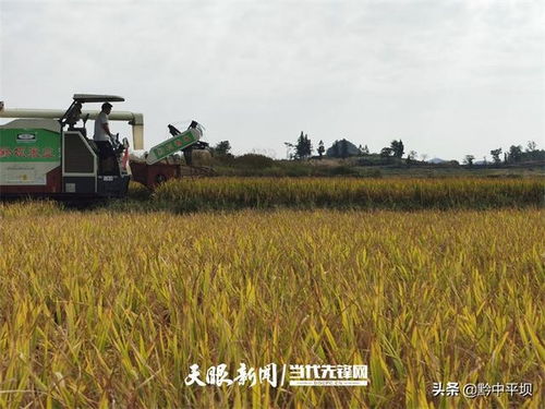 平壩區 三物共生 讓稻田收入翻幾番