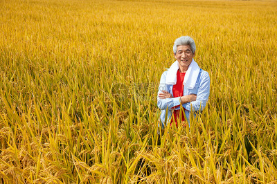 秋天農(nóng)民豐收水稻