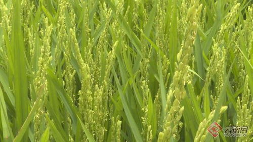 云南景東水稻抽穗 趕花忙