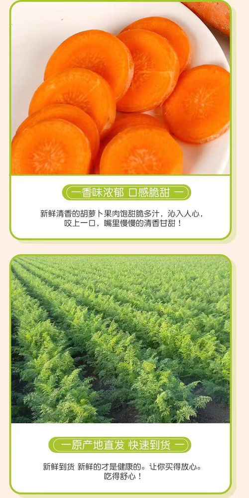 河南特產(chǎn)多規(guī)格裝 新品上市新胡蘿卜農(nóng)家現(xiàn)挖新鮮蔬菜