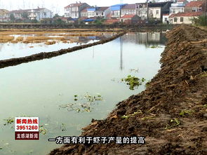 洋湖以學促行推進蝦稻綠色高效模式新發展