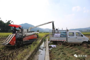 金秋水稻喜迎豐收,產業聯結助推脫貧