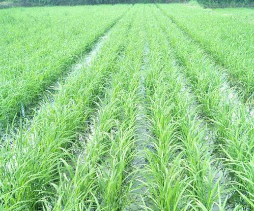 便攜式水稻播種機廠家 荊門誠播農業公司 江蘇播種機廠家